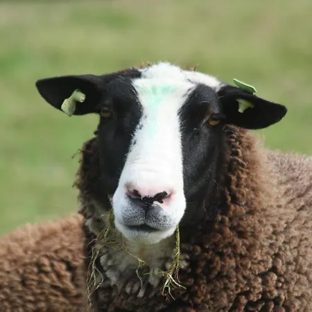 Logerenbijonsz Berghem