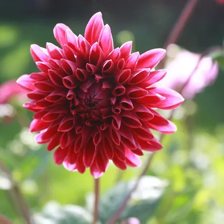 Couette-café Logerenbijonsz 3*