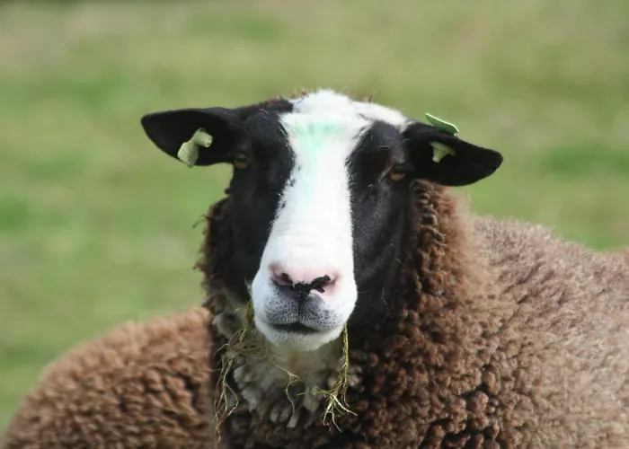 Logerenbijonsz Berghem